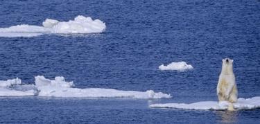 Un oso polar en el Ártico, otro de los mitos del calentamiento global. | Corbis 
