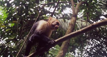 Un tit en el Parque Nacional Manuel Antonio de Costa Rica. | Flickr/CC/Samuel Landete