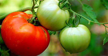 Tomates en su rama |Flickr / Manjith Kainickara