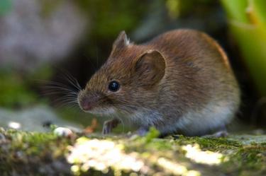 Topillo campesino (Microtus arvalis) | Corbis