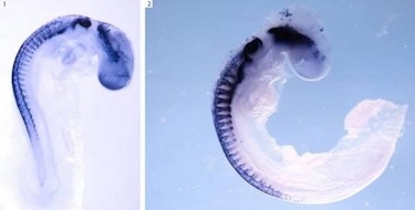 Dos embriones de pollo durante el desarrollo embrionario. En morado destacan las clulas de cresta neural | Aixa Morales-CSIC