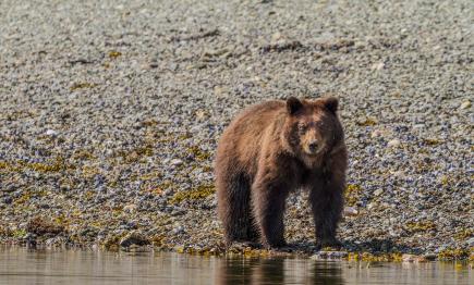 Oso pardo. |  Archivo