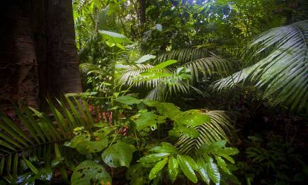 Gorilas en la niebla de Dian Fossey 