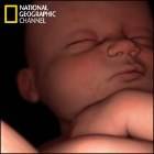 en el vientre materno national geographic completo descargar