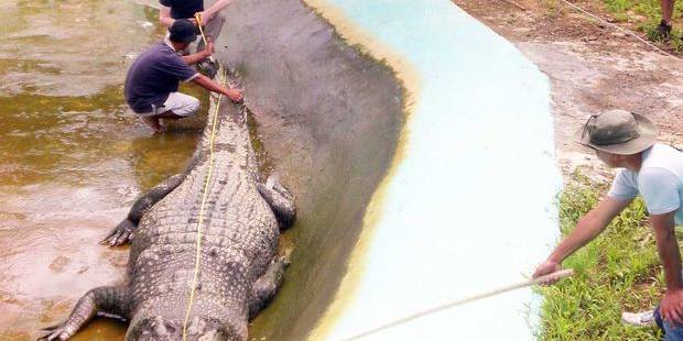 Lolong', declarado el cocodrilo más grande del mundo - Libertad Digital