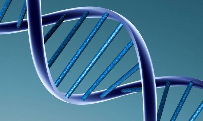 Montaje de la genética humana. |  Archivo