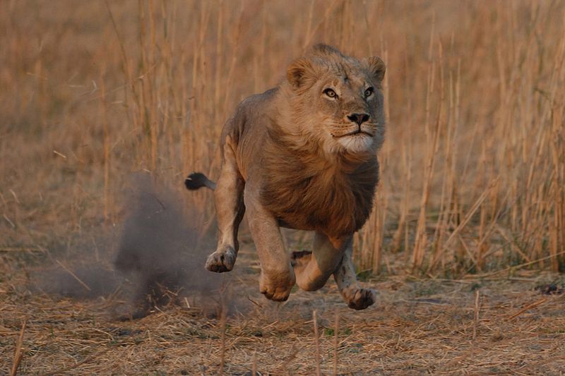 Los ataques de leones a humanos aumentan el último día de luna llena -  Libertad Digital