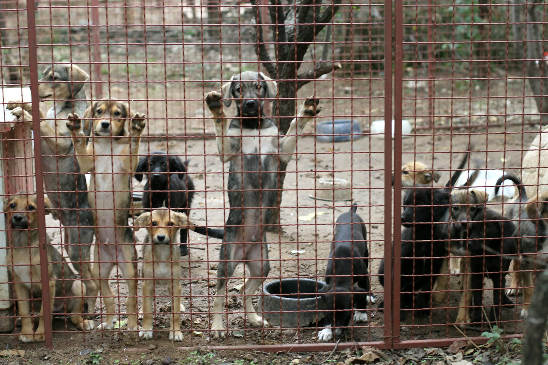 Novio posibilidad Gobernador Sacrificio cero de animales abandonados en Madrid - Chic