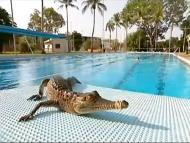 Aparece un cocodrilo en una piscina