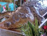 Muere 'Poncho', el cocodrilo ms famoso 