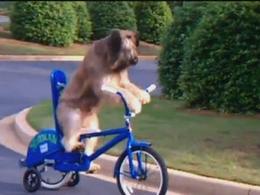 Un perro aprende a montar en bicicleta