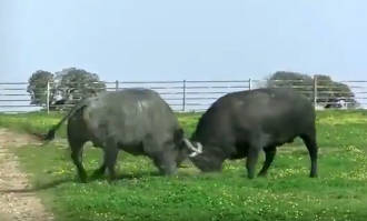 Encarnizado enfrentamiento entre dos toros de lidia 