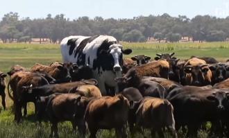 Una vaca de 2 metros de altura y 1400 kilos de peso asombra al mundo