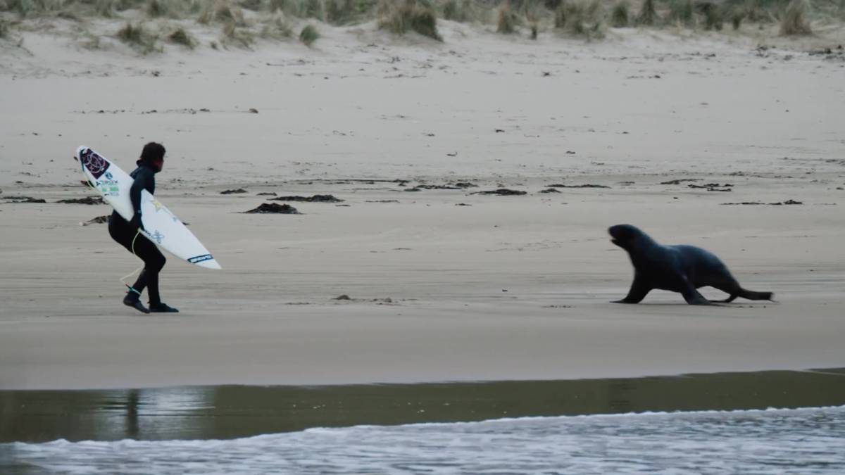 Dos leones marinos atacan a dos surfistas y les persiguen en plena playa -  Libertad Digital
