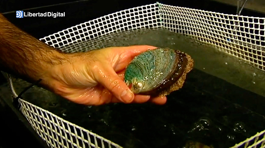 El abalón, uno de los mariscos más caros del mundo - Chic