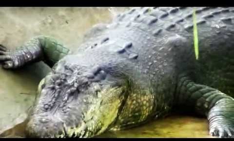 Lolong', declarado el cocodrilo más grande del mundo - LDTV
