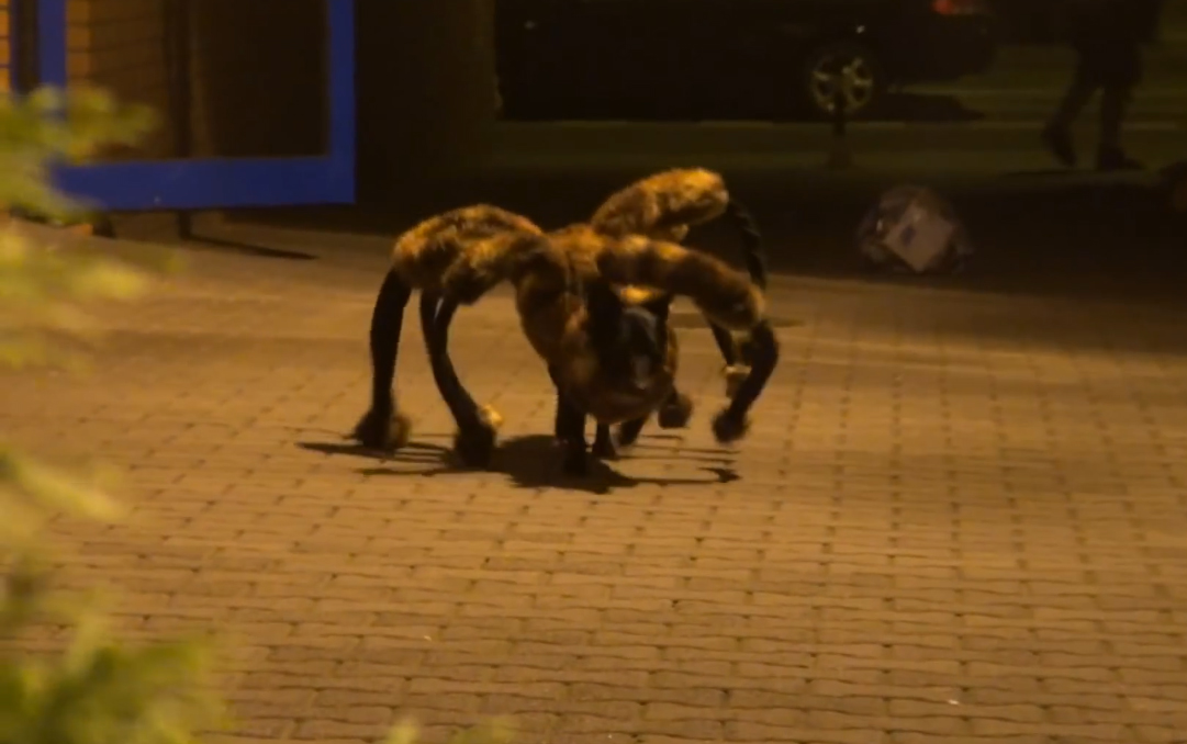 Un perro-araña causa furor en Youtube Chic